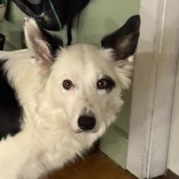 Eve - Border Collie