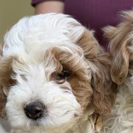 Cavapoos from Rosie’s Pups