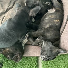 French Bulldog Puppies from Luna and London’s Puppies