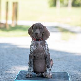 German Shorthaired Pointer and Vizsla Puppies from Nosam Kennels