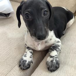 Dachshund Puppies from Dachshund Dad