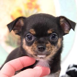 Pearl - Black and tan female Chihuahua puppy in Clinton, Missouri from RockyTop Hearts