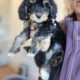 Pink collar - Tri-color female Bernedoodle puppy in Valdosta, Georgia from Fifth Day Farm