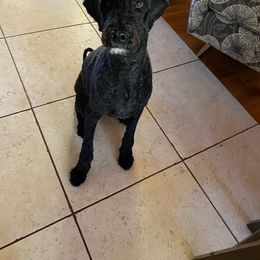 Australian Labradoodle and Labradoodle All Grown Up from Multigenerational Labradoodles of Central TX