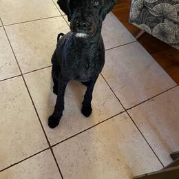 Australian Labradoodle and Labradoodle All Grown Up from Multigenerational Labradoodles of Central TX
