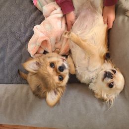 Chihuahua All Grown Up from Little Amigos