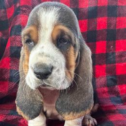 Xen - Black tan and white male Basset Hound puppy in Cleveland, Tennessee from Smokey Mtn Bassets