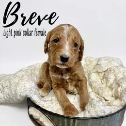 Breve - Red  female Goldendoodle puppy in Taylorsville, North Carolina from Doggone Dixie Doodles