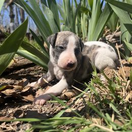 Harley - White and fawn brindle Whippet puppy in West Plains, Missouri from Sycamore Ridge Puppies