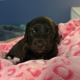 Mary - Black female Dachshund puppy in Pocasset, Massachusetts from Dachs of the Bay