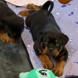 Vinny - reserved - Black and mahogany male Rottweiler puppy in Cleveland, Tennessee from Thomas Rotts