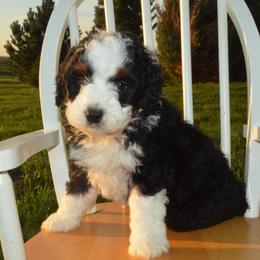 Zane - Tri-color male Bernedoodle puppy in Clarinda, Iowa from Root and Branch Bernedoodles