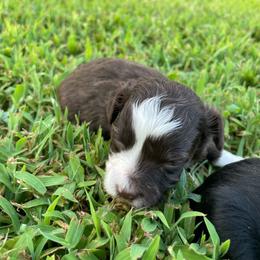 RWF - Red tri-color female Aussiedoodle puppy in Bee Branch, Arkansas from Scroggins Creek Doodles