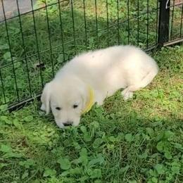 Mr. Yellow - Light golden male Golden Retriever puppy in Campton, Kentucky from ElkRidge Goldens