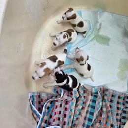 Jack Russell Terrier puppies from Reynard Farm