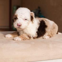 Aussiedoodle and Goldendoodle Puppies from Ever After Doodles Arizona