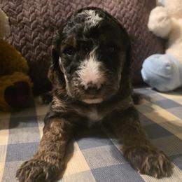 Diamond - Phantom male Goldendoodle puppy in Freedom, New York from Samantha's Goldendoodles