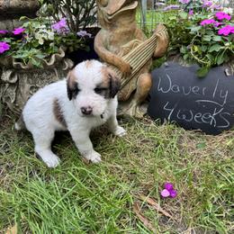Waverly - Brown and white male Saint Berdoodle puppy in Traverse City, Michigan from Bare Paws Saint Berdoodles