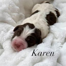 Karen - Parti female Goldendoodle puppy in Arizona from Coats of Many Colors LLC