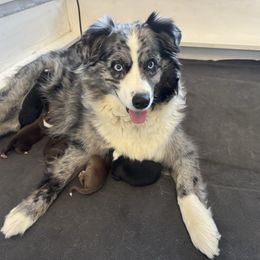 Miniature Australian Shepherd puppies from Fairfax Aussies