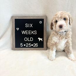 Squirt - Yellow and white female Bernedoodle puppy in Sparrows Point, Maryland from Rosie’s Puppies
