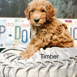 Timber - Apricot male Goldendoodle puppy in Pasco, Washington from Camp Doodle Woods