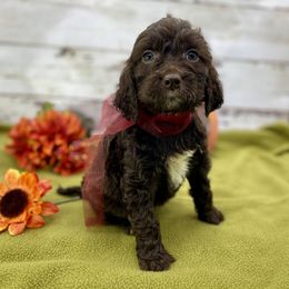 Sarah - Liver and white female Springerdoodle puppy in Lisbon, Ohio from Willow Lane Doodles