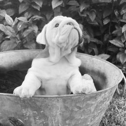 Bulldog Puppies from Semper Fi Bulldogs