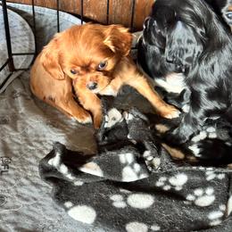 Ruby - Ruby male Cavalier King Charles Spaniel puppy in Greenleaf, Wisconsin from Ledgetop Family Cavaliers