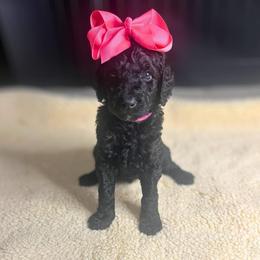 Truffle - Black female Goldendoodle puppy in Summerville, South Carolina from Pawmazing Doodles