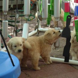 Golden Retriever Puppies from Kisamore Goldens