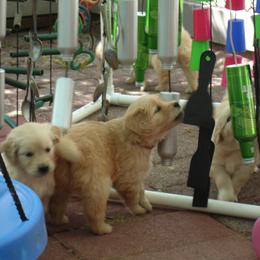 Golden Retriever Puppies from Kisamore Goldens