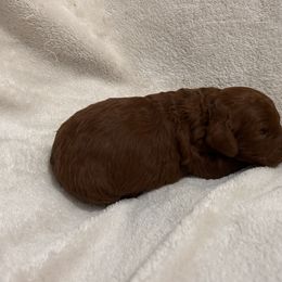 Green collar - Red  female Goldendoodle puppy in North Carolina from Lynes of Doodles
