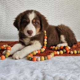 Rowen - Red tri-color female Australian Shepherd puppy in Mountain Grove, Missouri from K Bar H Farms