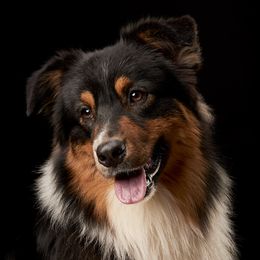 Gus - Australian Shepherd