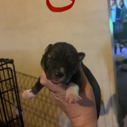Black or agouti red female - Black female Siberian Husky puppy in Wheeling, West Virginia from Powells Huskies