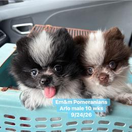 Black parti roan 2995 pet only - Black parti male Pomeranian puppy in Kentucky from Em&M Pomeranians