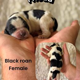 Frieda - Black and white female English Springer Spaniel puppy in Uvalda, Georgia from Willow Creek Farms