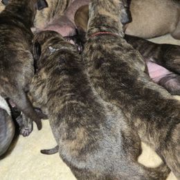 Doberman Pinscher and Great Dane Puppies from Draggin Dobermans & Great Danes