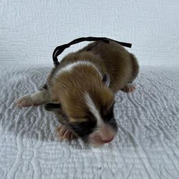 Black Collar Male - Red male Pembroke Welsh Corgi puppy in Victoria, Texas from Clear Creek Corgis