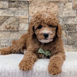 Bosco - Red  male Poodle puppy in Salt Lake City, Utah from Utah Cocker Spaniels