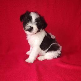 Yorkipoo puppies from Puppy Kisses
