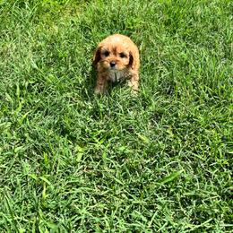 Ginger F1 - Red female Cavapoo puppy in Garland, Kansas from 3W Ranch