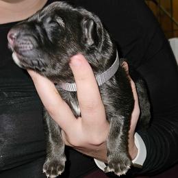 Silver - Black and silver female German Shepherd puppy in Lebanon, Pennsylvania from East Coast k9's
