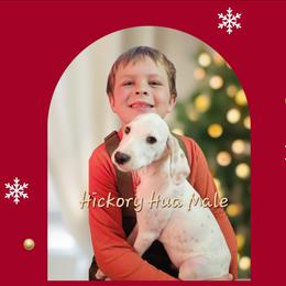 Hickory Hua - White and lemon male Dalmatian puppy in Conrath, Wisconsin from JSF Dalmatians LLC