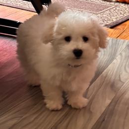 Taco - black collar - White male Bichon Frise puppy in 63101 (St. Louis Metro Area), Missouri from BichonSTL