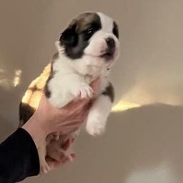 Boy red collar - Red and white male Saint Bernard puppy in New Sharon, Maine from Kimball Pond  Saint Bernards