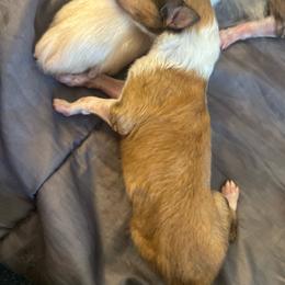 Sable 2 - Sable male Collie puppy in Abilene, Texas from Regal Lassie's