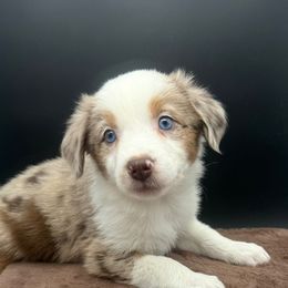 Hannah (On Hold), Champion bred from decades of amazing temperaments - Red merle female Toy Australian Shepherd puppy in Fairview, Tennessee from Hoffman Forest Acres LLC