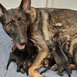 Girl 3 - Sable female German Shepherd puppy in Conroe, Texas from Aus der Asche German Shepherds